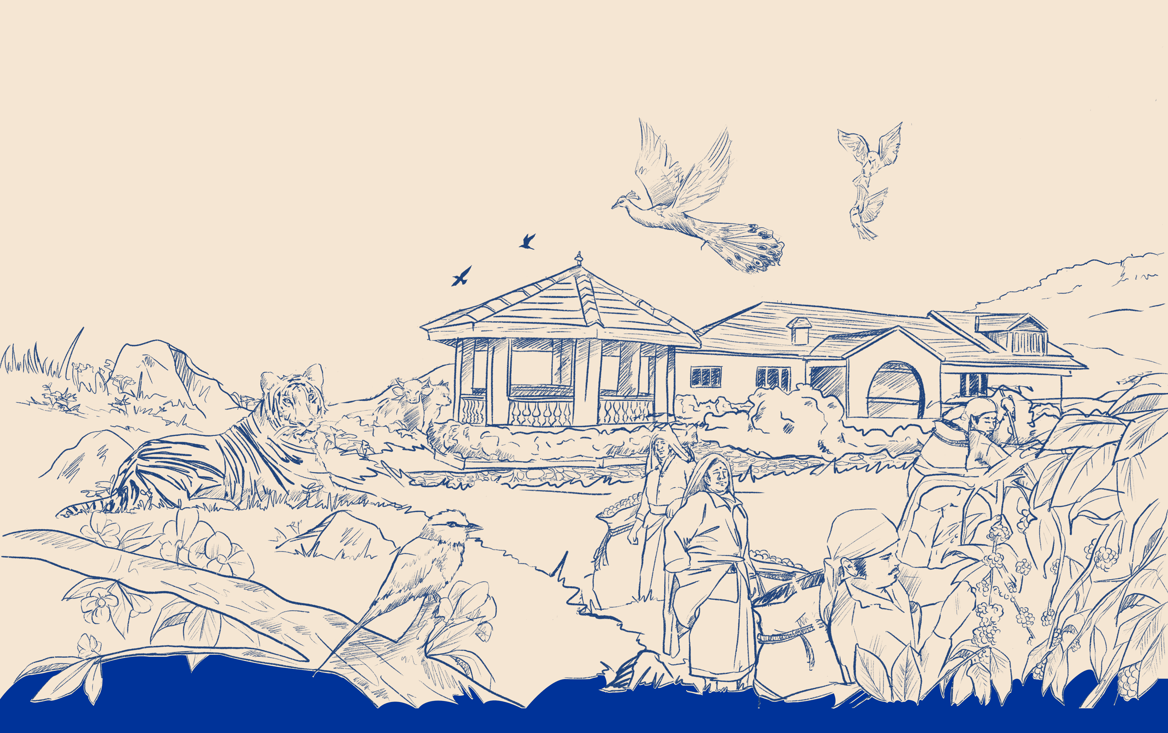 Coffee plantation illustration